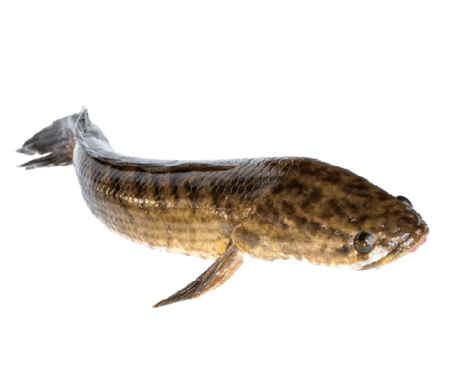 Extract Ikan Gabus