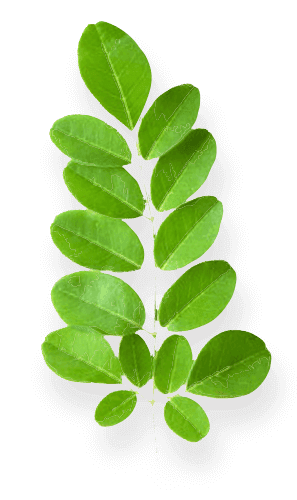 Ekstrak Daun Kelor