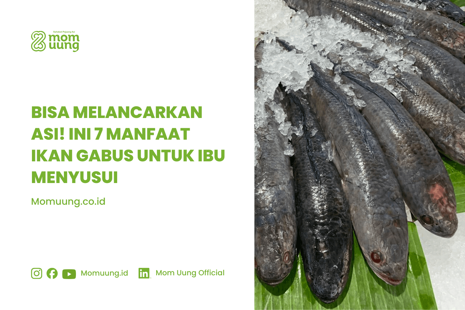 Bisa Melancarkan ASI! Ini 7 Manfaat Ikan Gabus untuk Ibu Menyusui